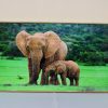 Animal themed wall hanging paintings