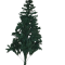 Cypress Christmas Tree(2.1metres)