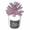 Artificial Cactus plant in a glass vase