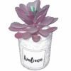 Artificial Cactus plant in a glass vase