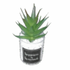 Artificial Cactus plant in a glass vase