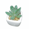 Artificial Cactus Plant In A Ceramic Vase