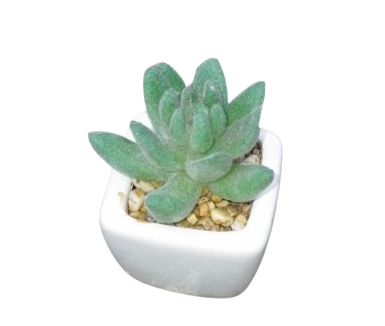 Artificial Cactus Plant In A Ceramic Vase