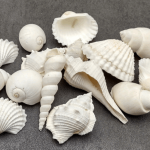 Seashell Decoration