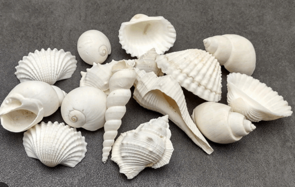 Seashell Decoration